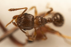 Tetramorium frigidum