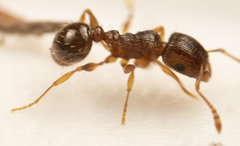 Tetramorium frigidum