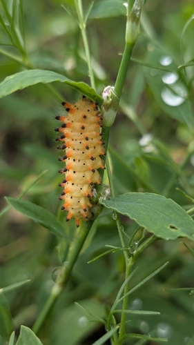 Southern Festoon