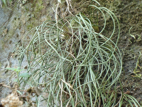 Image of Campyloneurum angustifolium by (c) Alexis López Hernández, some rights reserved (CC BY)