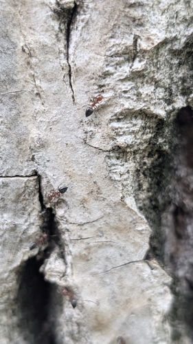 Schmidt's Cocktail Ant
