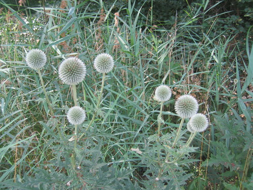 Echinops sphaerocephalus