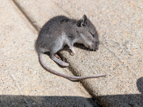 North American Deer Mice
