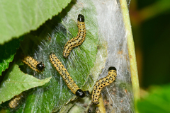 Archips rileyana