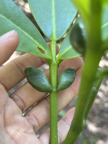 Zanthoxylum dipetalum observed 2026-06-10