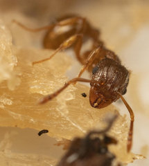 Tetramorium frigidum