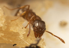 Tetramorium frigidum