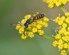 Sapyga centrata