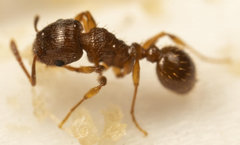 Tetramorium frigidum