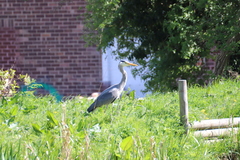Ardea cinerea