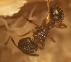Tetramorium frigidum