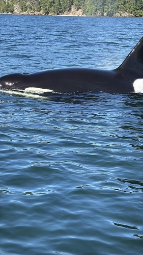 Sighting photo