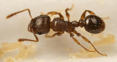 Tetramorium frigidum