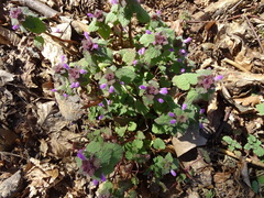 Lamium purpureum
