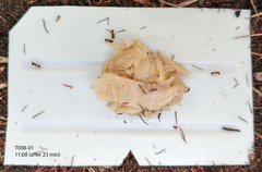 Tetramorium frigidum