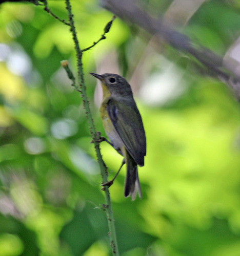 Nashville Warbler