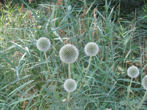 Echinops sphaerocephalus