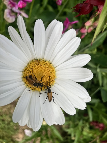 tawny longhorn beetle