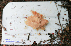 Tetramorium frigidum