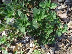 Urtica dioica