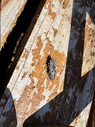 Western Sculptured Pine Borer