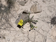 Oenothera lavandulifolia