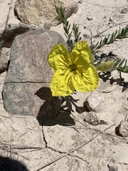 Oenothera lavandulifolia