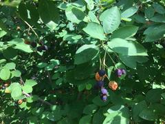 Amelanchier canadensis