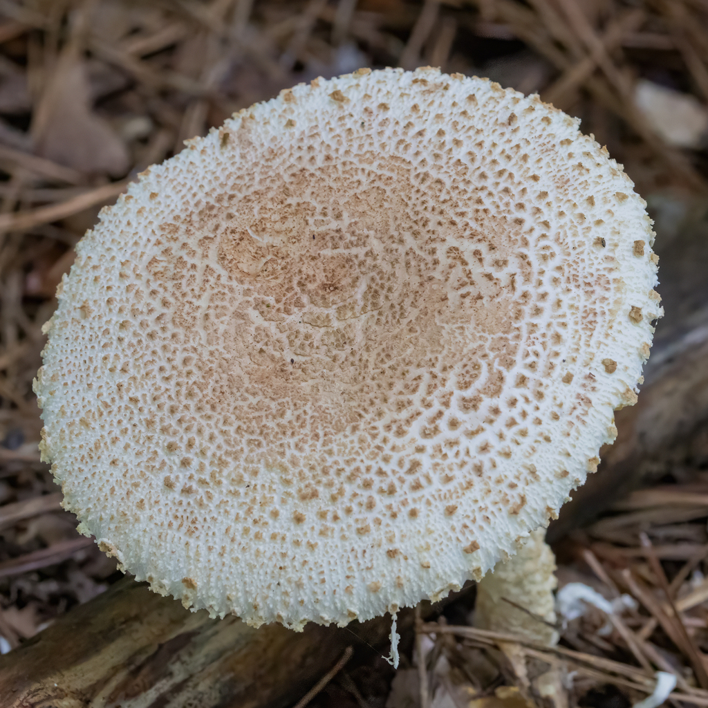 Carrot-Footed Lepidella · June 2026 · photo: Photo: (c) Dan Vickers, some rights reserved (CC BY) · iNaturalist