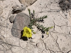 Oenothera lavandulifolia