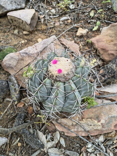Melocactus glaucescens