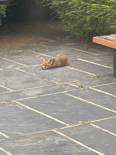 Red Fox