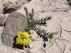Oenothera lavandulifolia