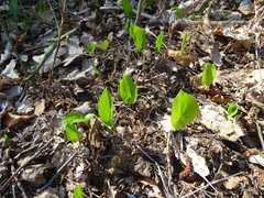 Maianthemum bifolium