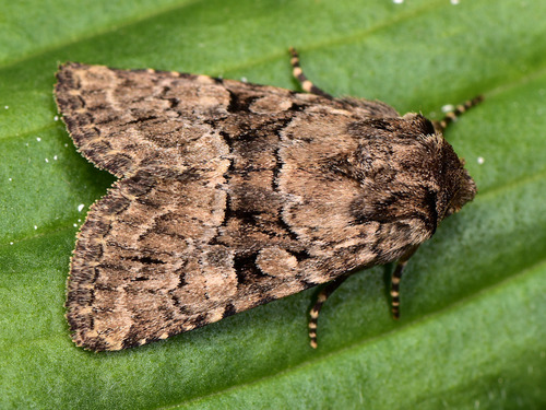 Lasionycta calberlai