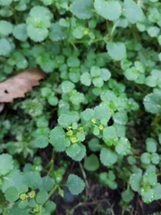 Chrysosplenium glechomifolium