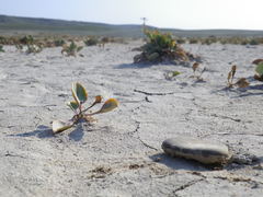 Lepidium cartilagineum