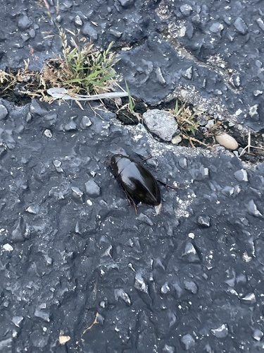 Giant Water Scavenger Beetle