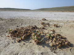 Lepidium cartilagineum