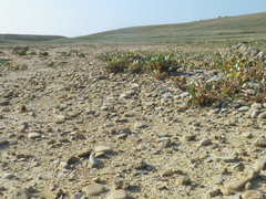 Lepidium cartilagineum