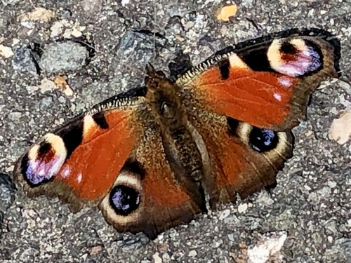 European Peacock Butterfly