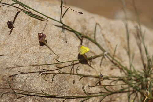 Nanorrhinum heterophyllum