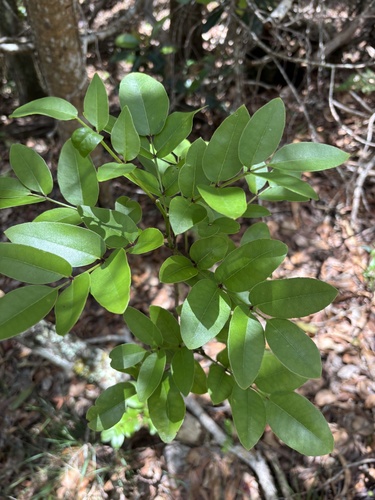 Zanthoxylum kauaense, 2026-06-10