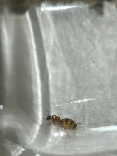 Yellow Pyramid Ant