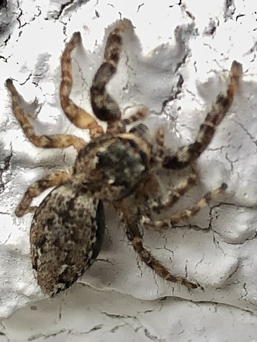 Fencepost jumping spider