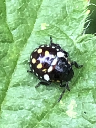 Southern Green Stink Bug