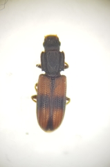 Bitoma crenata