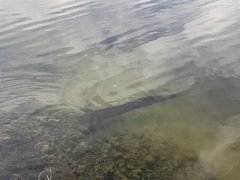 Channa aurolineata