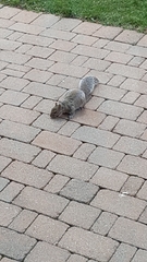 Sciurus carolinensis
