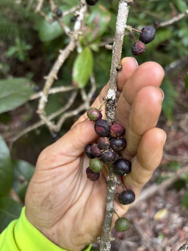 Antidesma platyphyllum observed 2026-06-09